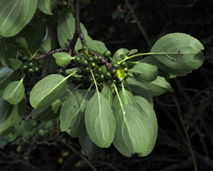 Rhamnus cathartica