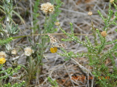 Spialia diomus