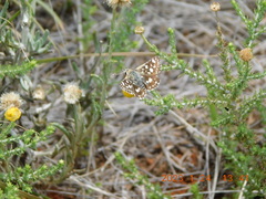 Spialia diomus