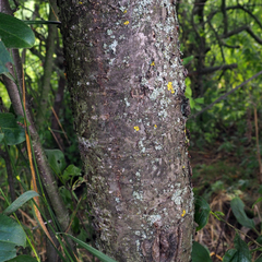Rhamnus cathartica