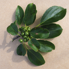 Rhamnus cathartica