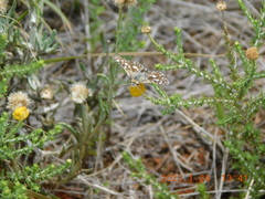 Spialia diomus