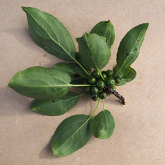Rhamnus cathartica