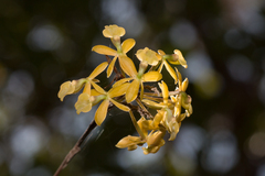 Epidendrum amphistomum