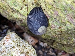Nerita picea