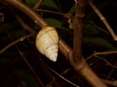 Orthalicus floridensis