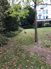 Oryctolagus cuniculus