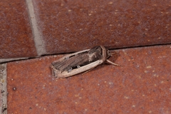 Ochropleura leucogaster