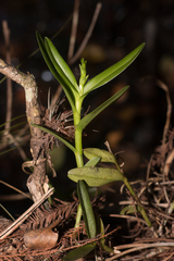 Epidendrum rigidum