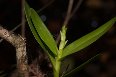 Epidendrum rigidum