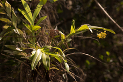 Epidendrum amphistomum