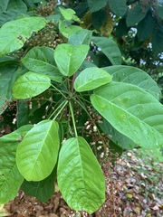 Sterculia parviflora