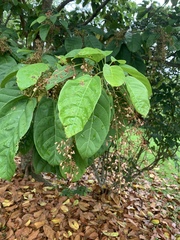 Sterculia parviflora