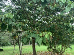 Sterculia parviflora