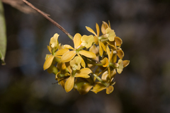 Epidendrum amphistomum