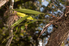 Prosthechea cochleata