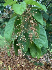 Sterculia parviflora