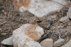 Sphictostethus nitidus