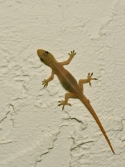 Hemidactylus garnotii