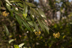 Epidendrum amphistomum