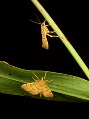 Omiodes indicata