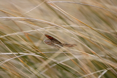 Argyrophenga janitae