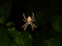 Eriophora ravilla