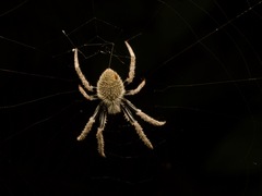Eriophora ravilla