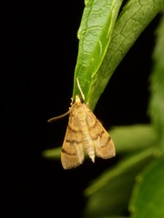 Omiodes indicata