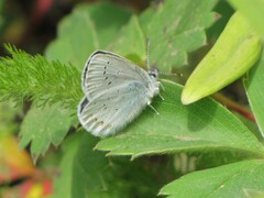 Plebejus anna