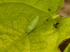 Camponotus sexguttatus