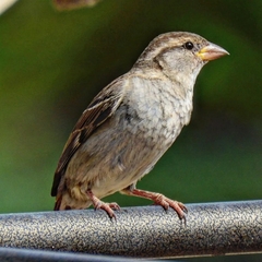 Passer domesticus