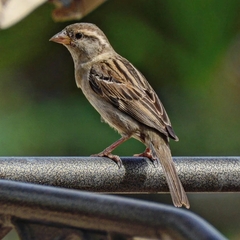Passer domesticus