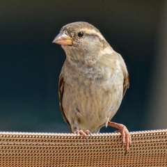 Passer domesticus