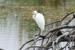 Ardea intermedia plumifera