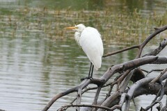 Ardea intermedia plumifera