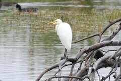 Ardea intermedia plumifera