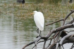 Ardea intermedia plumifera