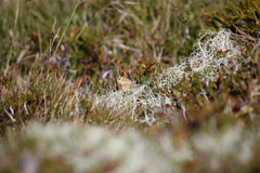 Paranotoreas brephosata