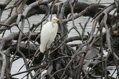 Ardea intermedia plumifera