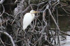 Ardea intermedia plumifera