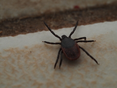Ixodes pacificus