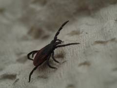 Ixodes pacificus