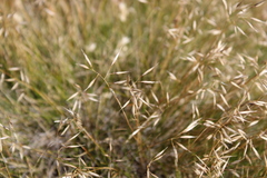 Rytidosperma setifolium