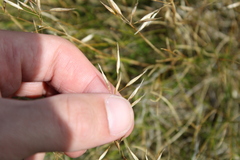 Rytidosperma setifolium