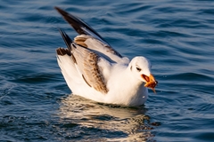 Chroicocephalus genei