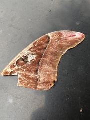 Coscinocera hercules