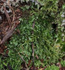 Plagiothecium laetum