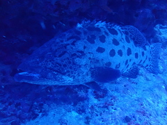 Epinephelus tukula