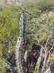 Cereus aethiops